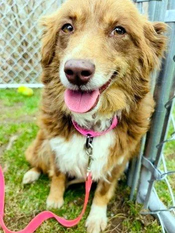 An adult medium-sized female Red / Chestnut / Orange Australian Shepherd dog named Lilli Belle for adoption in Bedford Hills, NY