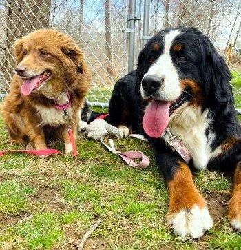 Lilli Belle thumbnail 2