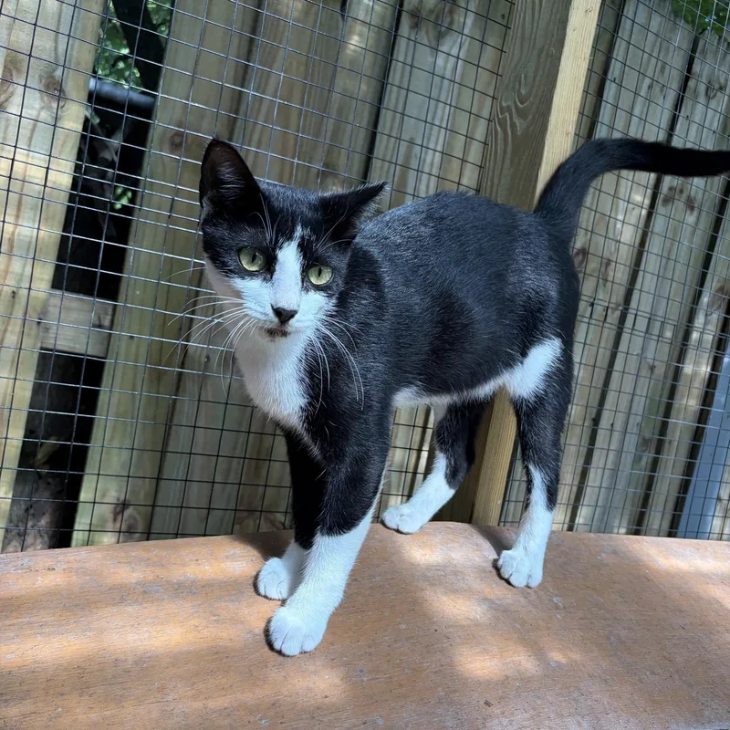 A young small-sized female Tabby (Gray / Blue / Silver) Domestic Short Hair cat named Sushi Nori for adoption in Homestead, FL