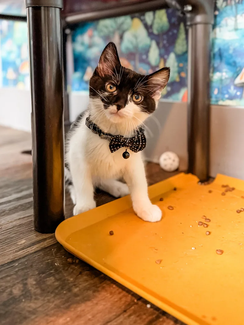 A baby medium-sized male Black & White / Tuxedo Domestic Short Hair cat named Vincent for adoption in Sartell, MN