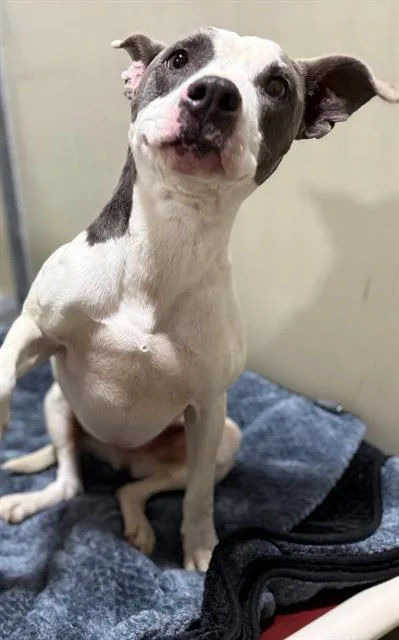 Nala