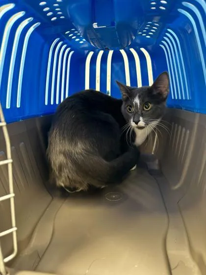 A young small-sized female Gray / Blue / Silver Domestic Short Hair cat named Ember for adoption in Kansas City, MO