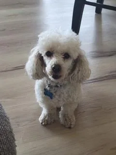 An adult small-sized male Poodle dog named Kai for adoption in Westminster, MD