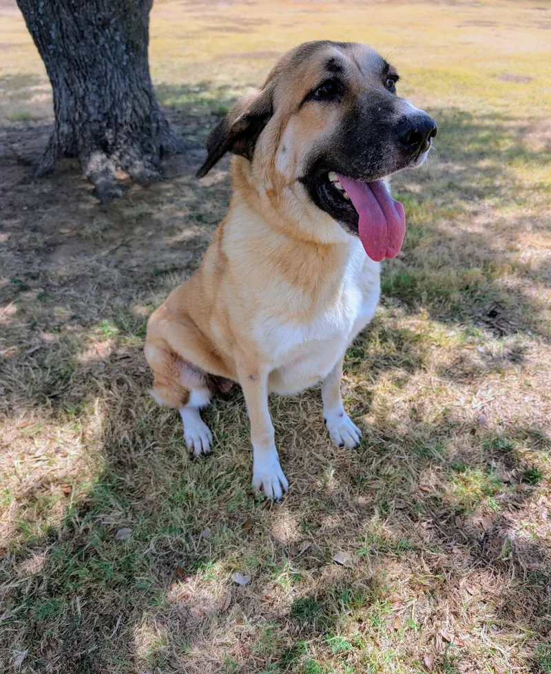 An adult large-sized female Apricot / Beige Anatolian Shepherd dog named Blanche for adoption in Cleburne, TX