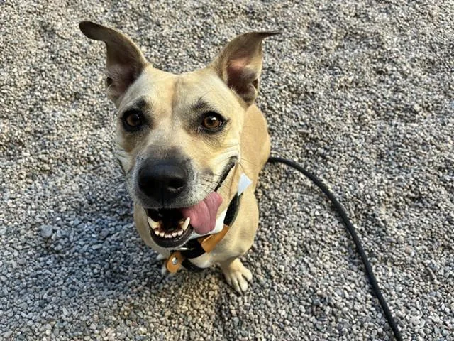 An adult small-sized female Basset Hound dog named Bailey for adoption in Mesa, AZ