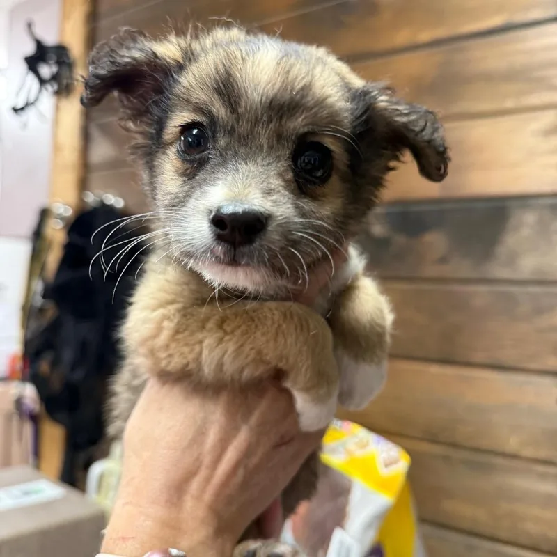 A baby small-sized male Brown / Chocolate Shepherd dog named Meatball for adoption in Evensville, TN