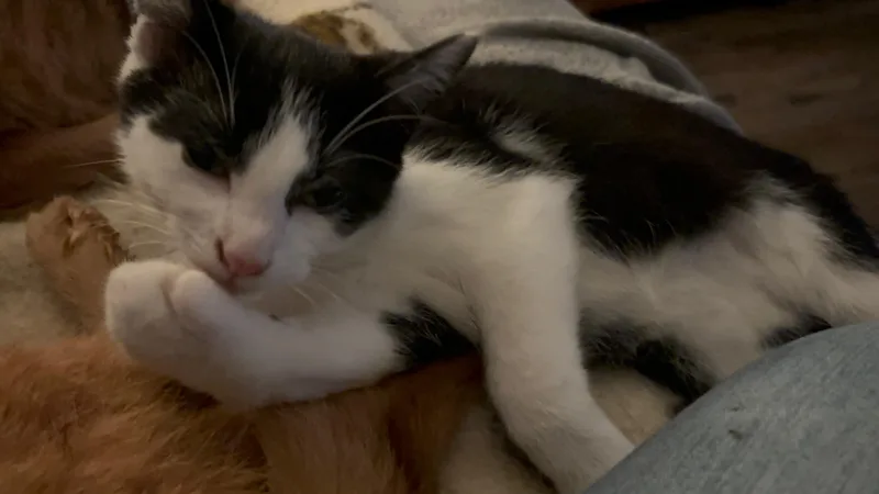 A baby medium-sized male Black & White / Tuxedo Domestic Short Hair cat named Bentley for adoption in Kirklin, IN