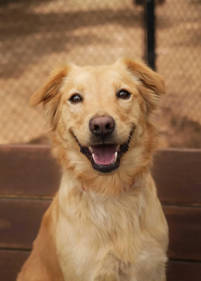An adult large-sized female Yellow / Tan / Blond / Fawn Golden Retriever dog named Oink for adoption in Aiken, SC
