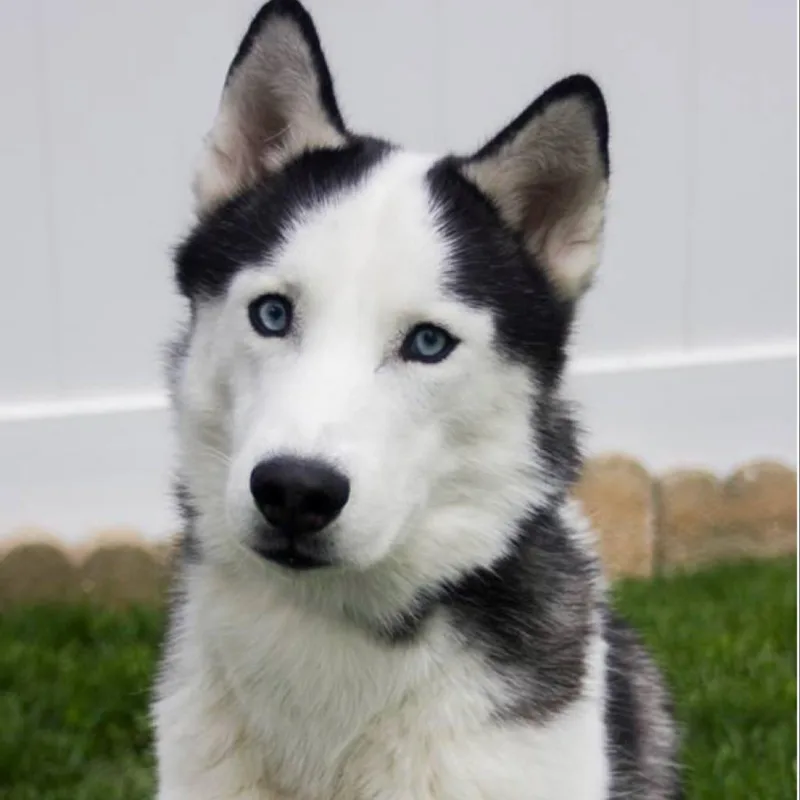 A senior medium-sized male Siberian Husky dog named Avi for adoption in Cincinnati, OH
