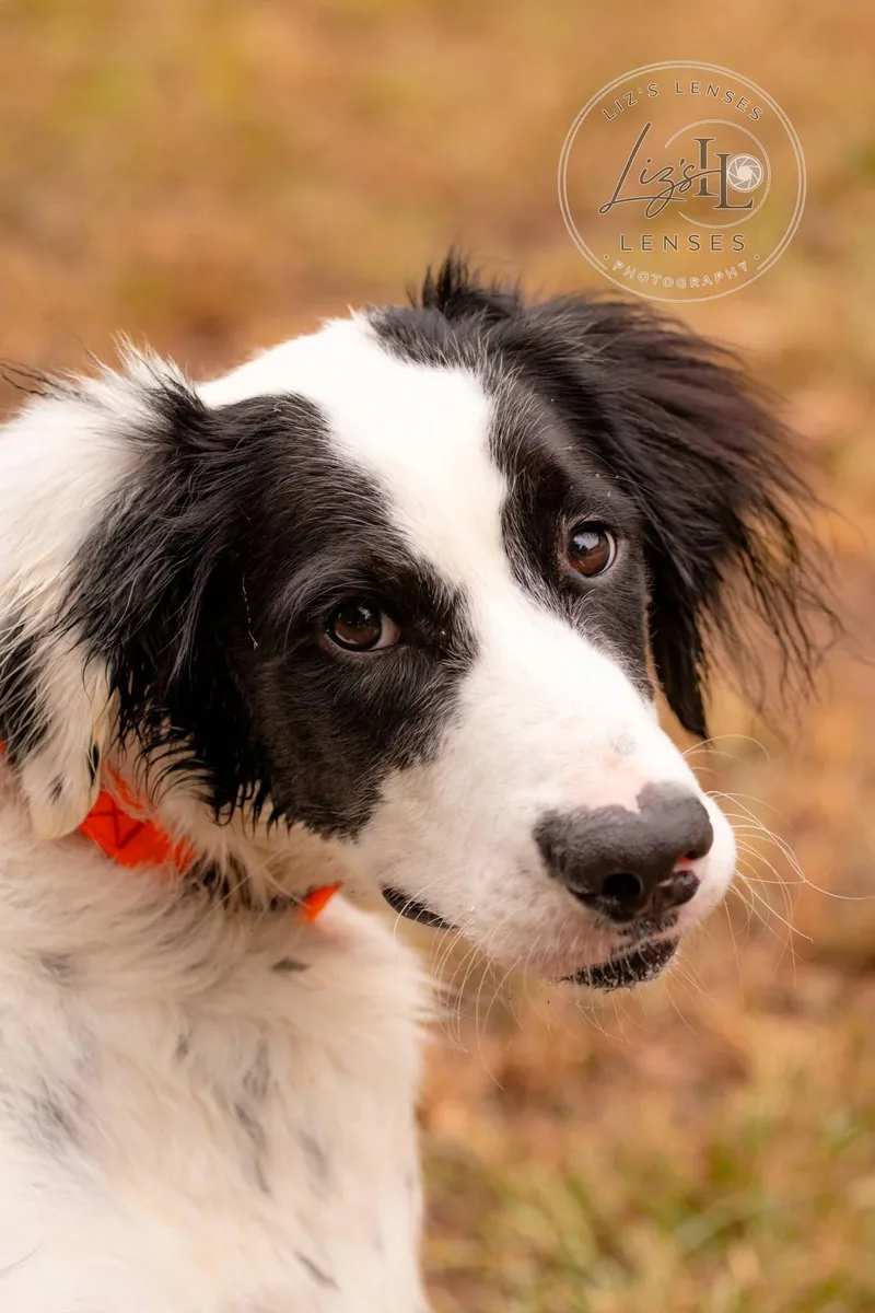 A young medium-sized female White / Cream English Setter dog named September for adoption in Broken Arrow, OK