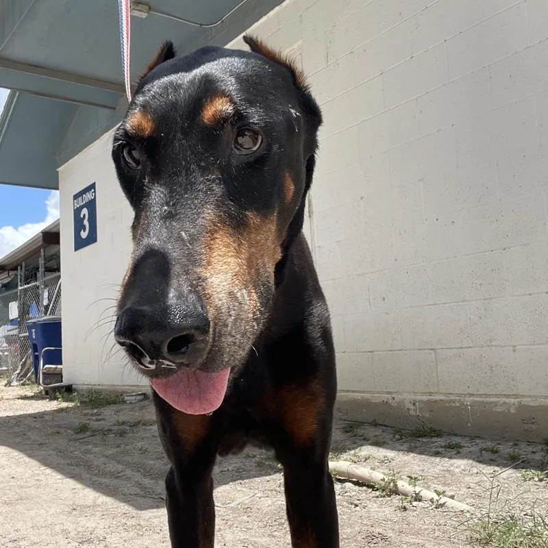 A senior large-sized male Black Doberman Pinscher dog named Rex for adoption in Edinburg, TX