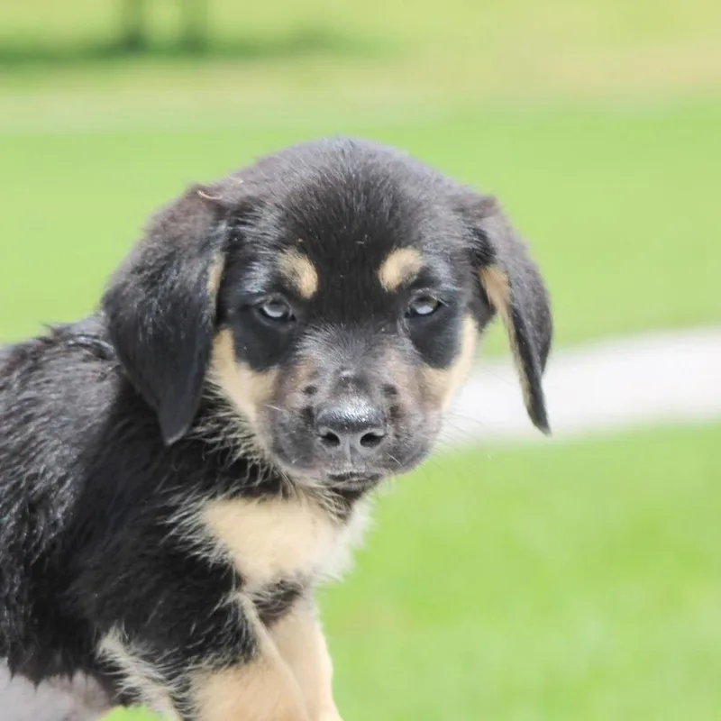 A baby medium-sized female Mixed Breed dog named Alba for adoption in Groveland, MA