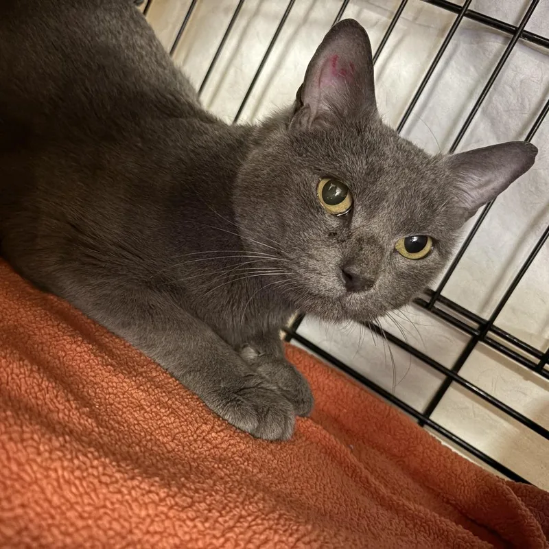 An adult medium-sized male Domestic Short Hair cat named Benito for adoption in New York, NY
