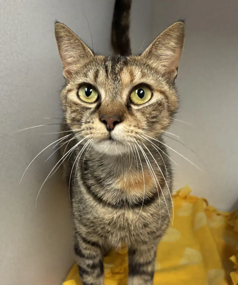 An adult medium-sized female Tabby (Tiger Striped) Domestic Short Hair cat named Jacosta for adoption in Breinigsville, PA