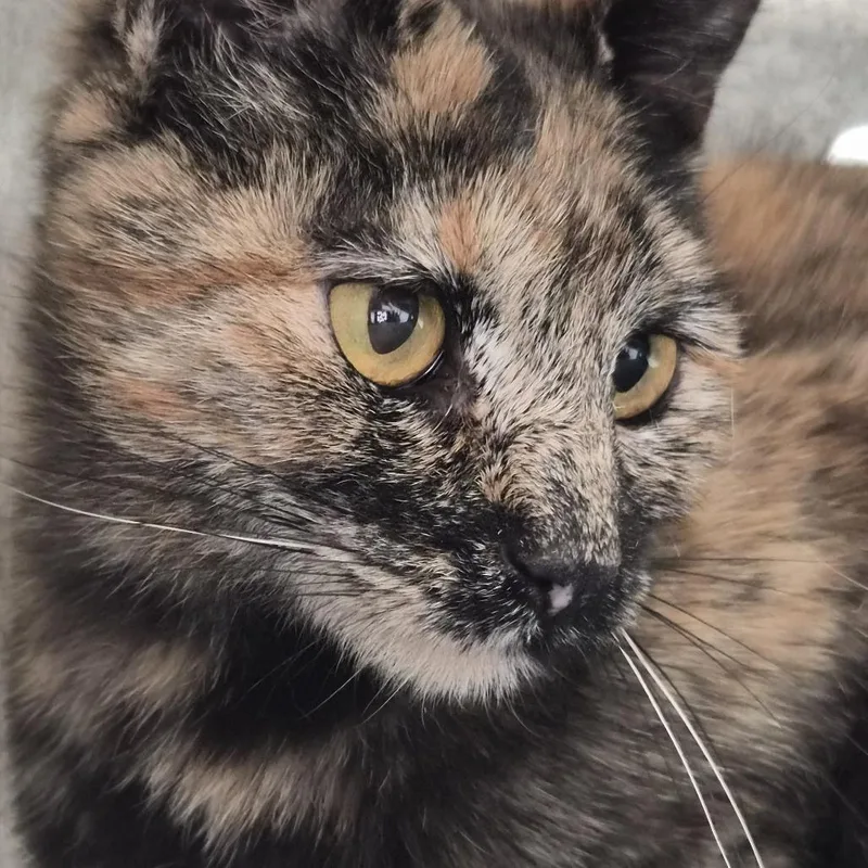 A young medium-sized female Orange / Red Domestic Short Hair cat named Nut"Meg" VC for adoption in Spokane, WA