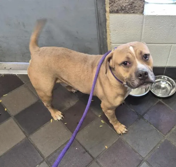 An adult medium-sized male Mixed Breed dog named Doré for adoption in New York, NY