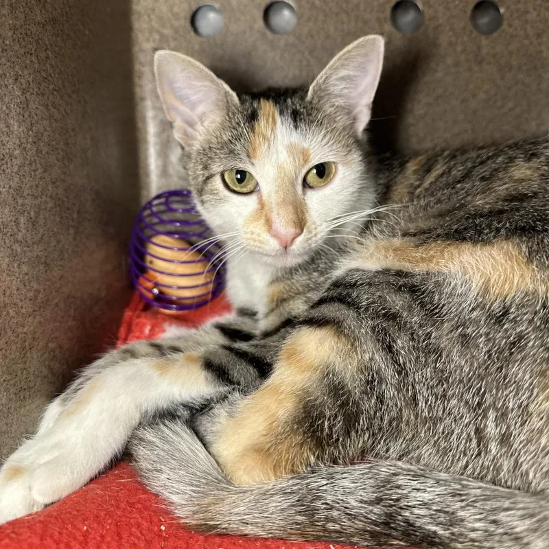 A young medium-sized female Domestic Short Hair cat named Nana for adoption in Los Angeles, CA