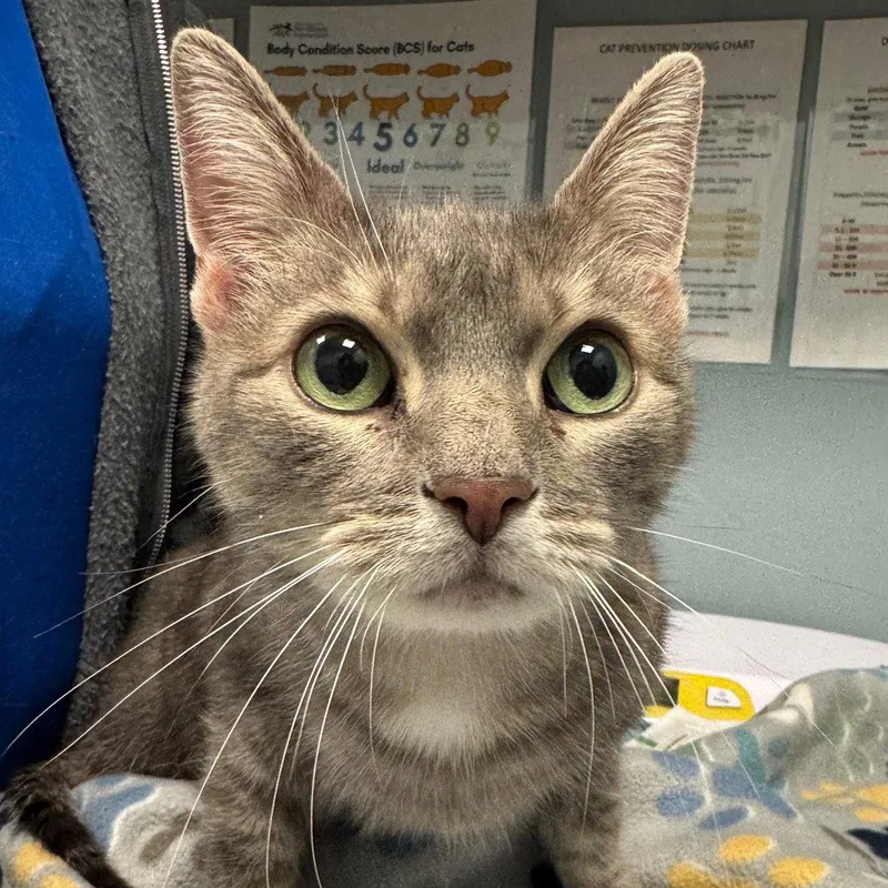 A senior medium-sized female Domestic Short Hair cat named Angelina for adoption in New Castle, DE