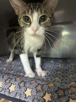 An adult small-sized female Domestic Short Hair cat named Catwoman for adoption in Madison, NJ
