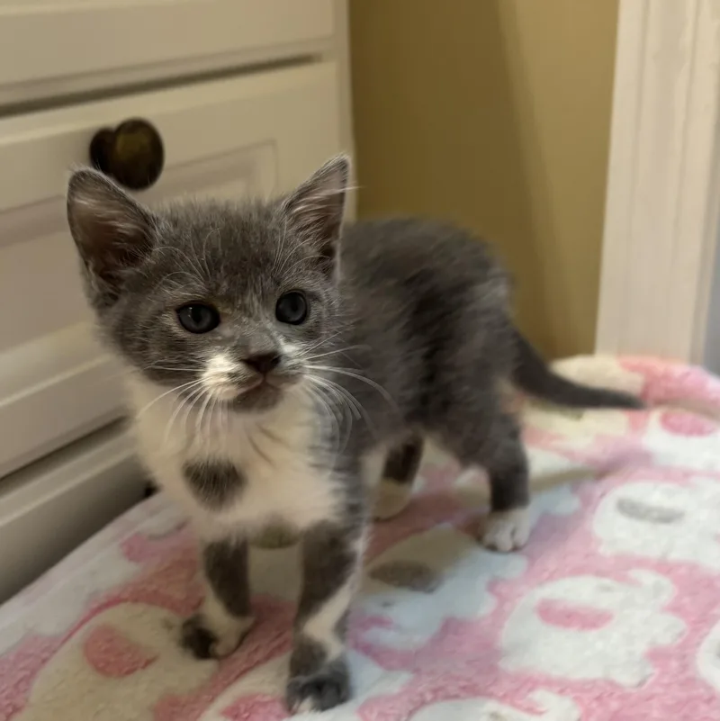 A baby medium-sized female Gray & White Domestic Short Hair cat named Bunny for adoption in jacksonville, FL