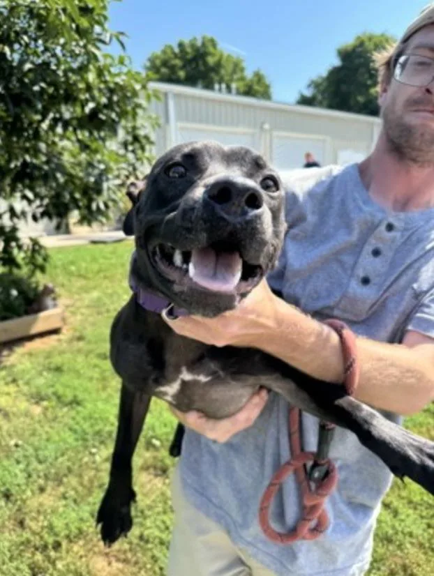 An adult medium-sized male Black Mixed Breed dog named Frankfort for adoption in Terre Haute, IN