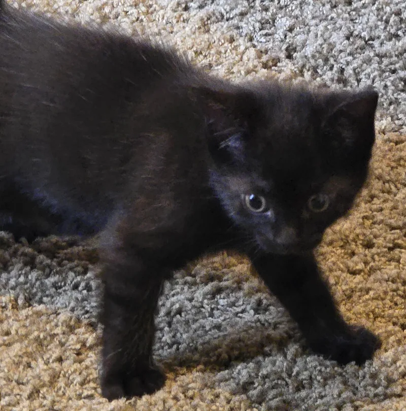 A baby medium-sized female Black Domestic Short Hair cat named Abee for adoption in Grove City, OH