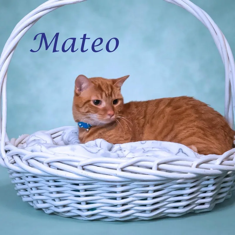 A young medium-sized male Orange / Red Domestic Short Hair cat named Mateo C for adoption in Lebanon, TN