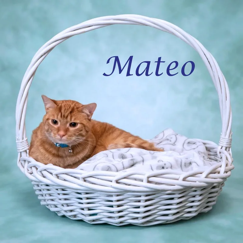 Mateo C thumbnail 2