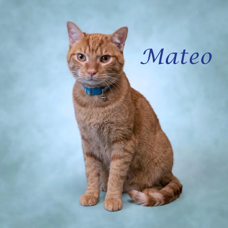Mateo C thumbnail 3
