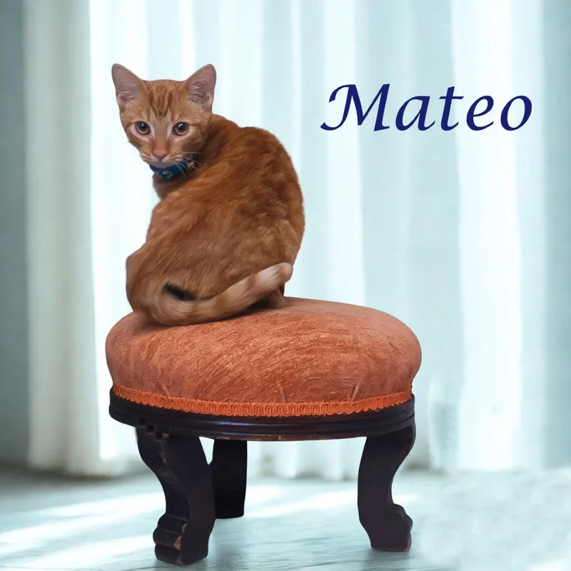 Mateo C thumbnail 4