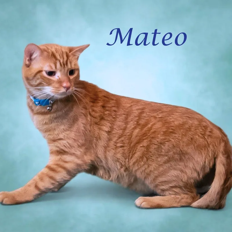 Mateo C thumbnail 5