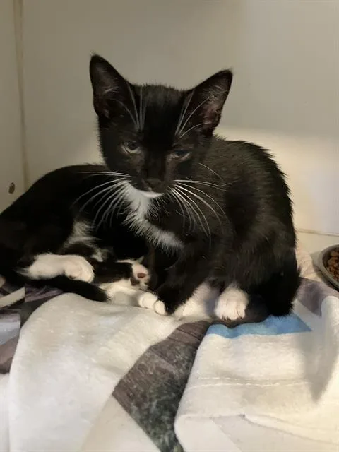 A baby small-sized female Domestic Short Hair cat named Legacy for adoption in Long Beach, CA