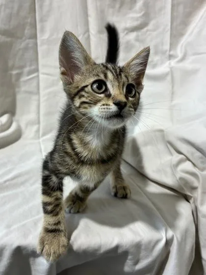 A baby small-sized male Domestic Medium Hair cat named Aries for adoption in New Orleans, LA