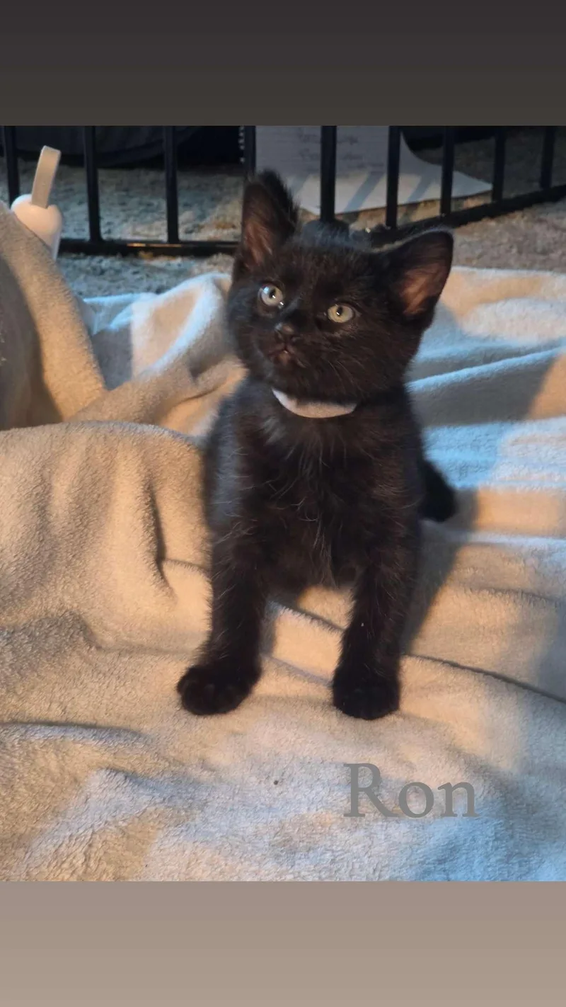 A baby medium-sized male Black Domestic Medium Hair cat named Ron for adoption in Medinah, IL