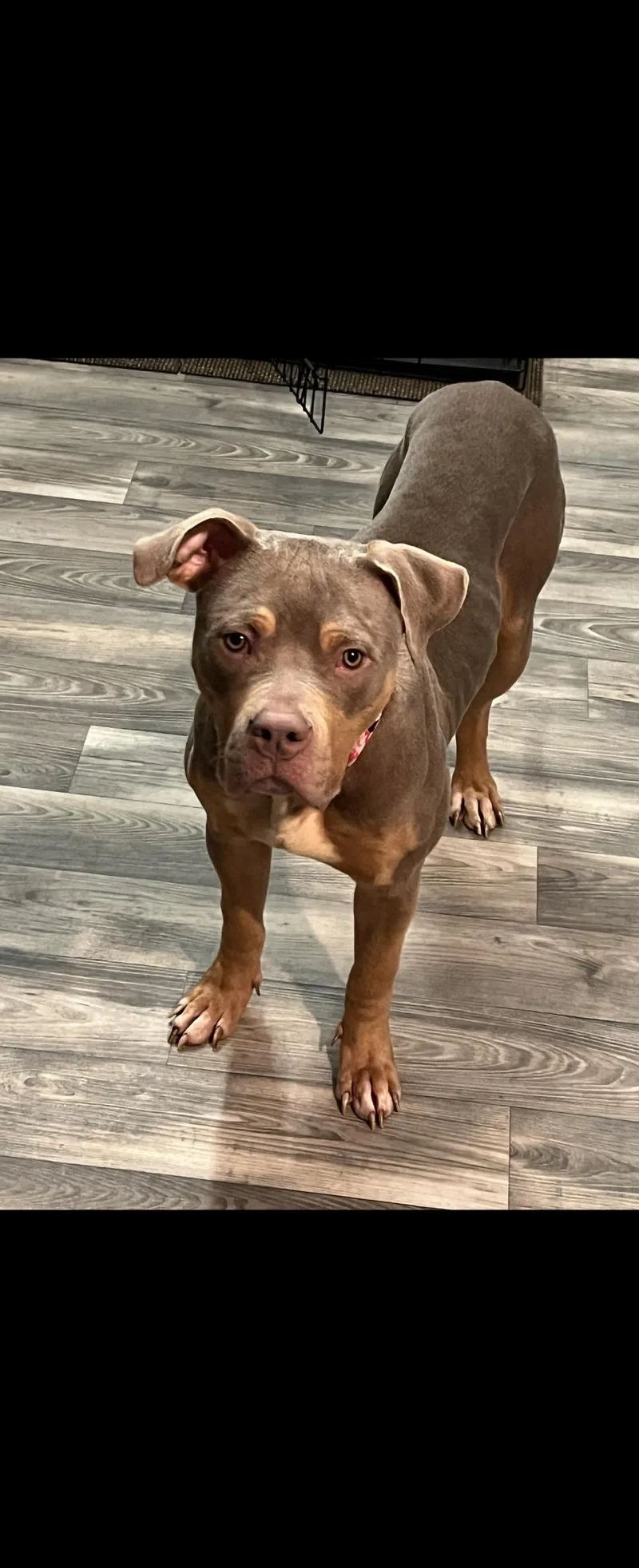 An adult large-sized female American Bully dog named Xena for adoption in Cincinnati, OH