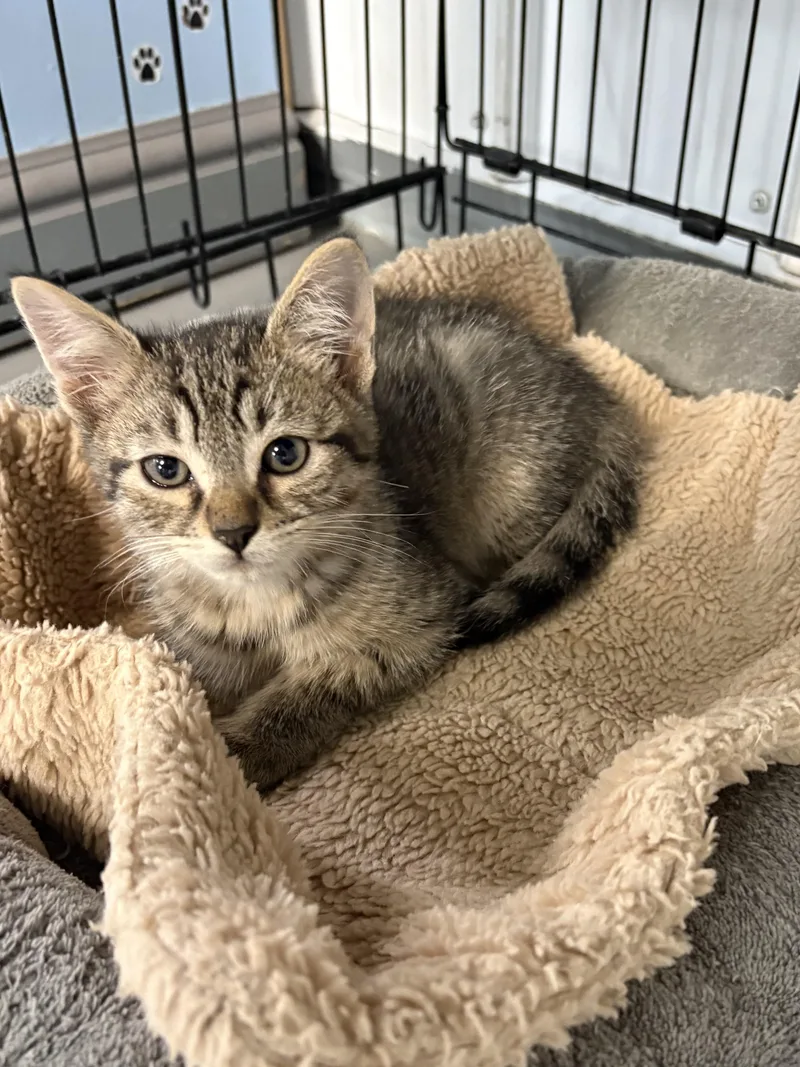 A baby medium-sized male American Shorthair cat named Milo for adoption in Big Rapids, MI
