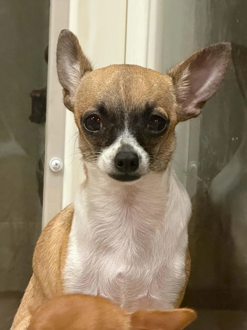A young small-sized female Chihuahua dog named Lulu for adoption in Calera, AL