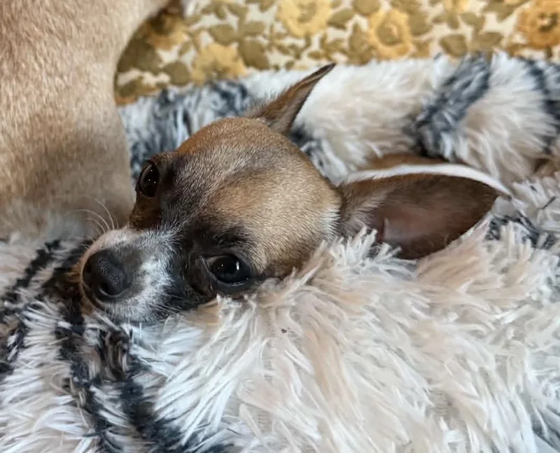 Lulu thumbnail 5