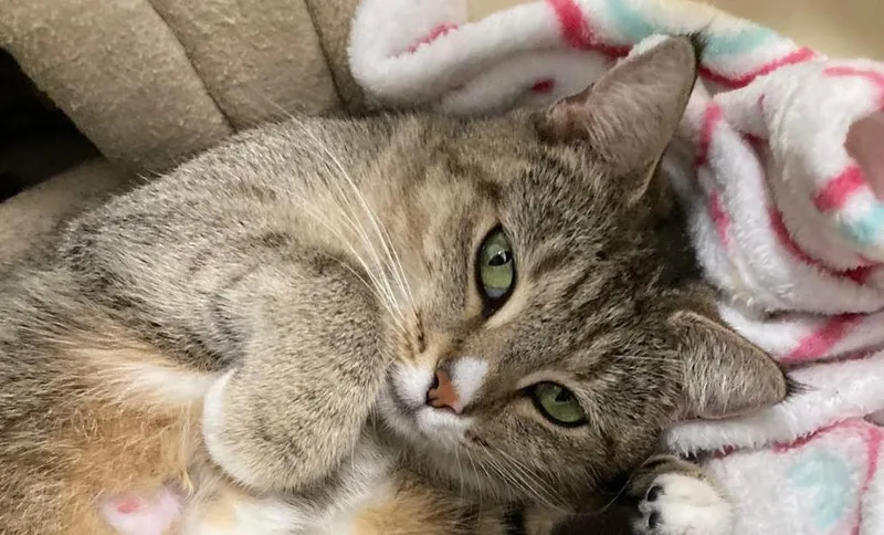 An adult medium-sized female Domestic Short Hair cat named Katie for adoption in Hudson, NH