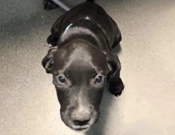 Puppy