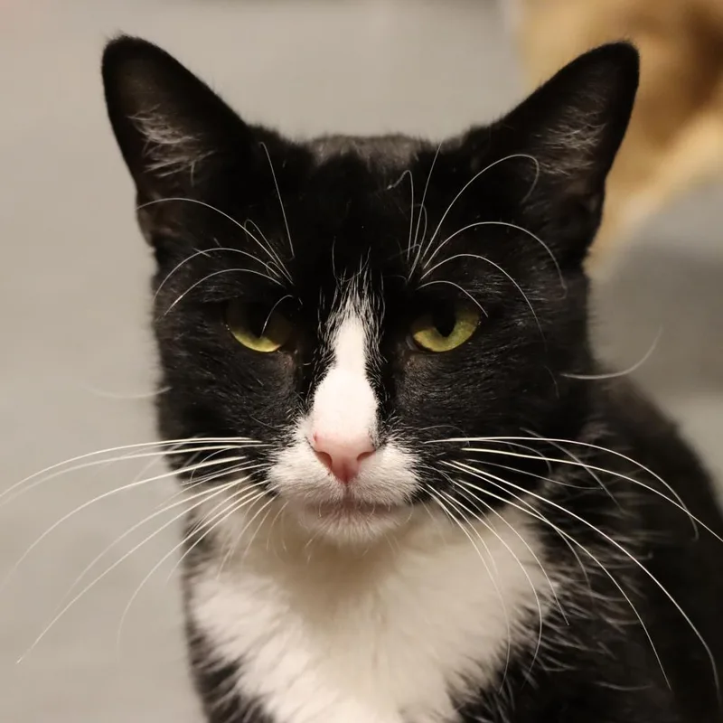 Jane Bond thumbnail 2