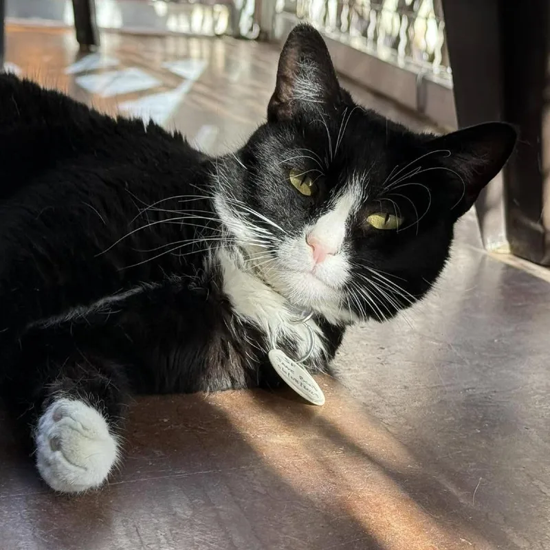 Jane Bond thumbnail 6