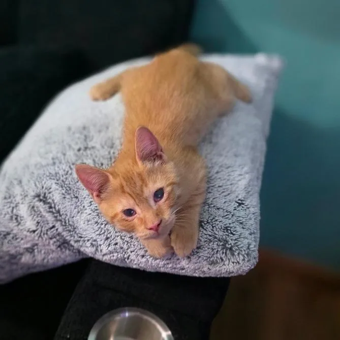 Cooper thumbnail 3