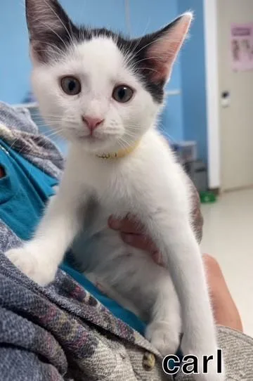 A baby small-sized male Domestic Short Hair cat named Carl for adoption in Hollister, CA