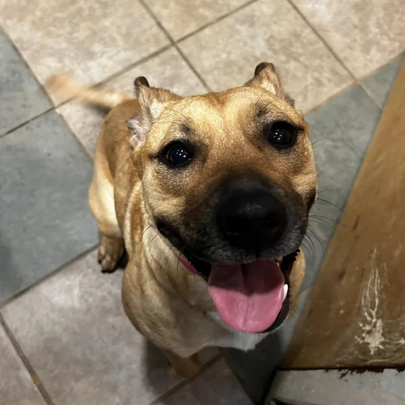 A young medium-sized female Yellow / Tan / Blond / Fawn Mixed Breed dog named Loki for adoption in Chattanooga, TN