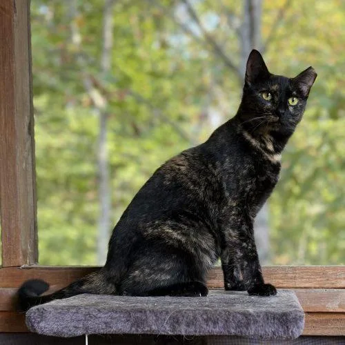 An adult medium-sized female Tortoiseshell cat named Vanessa Gogh for adoption in Knoxville, TN