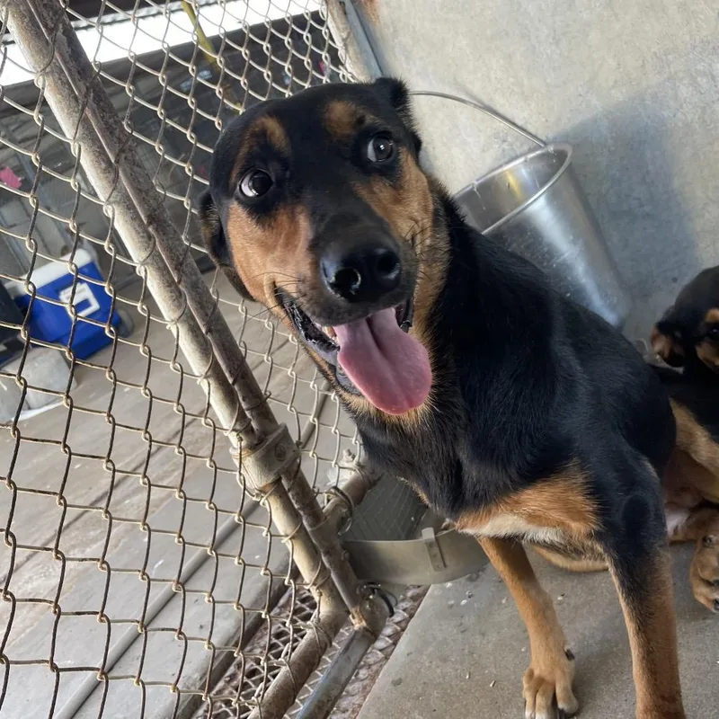 Canelita thumbnail 2