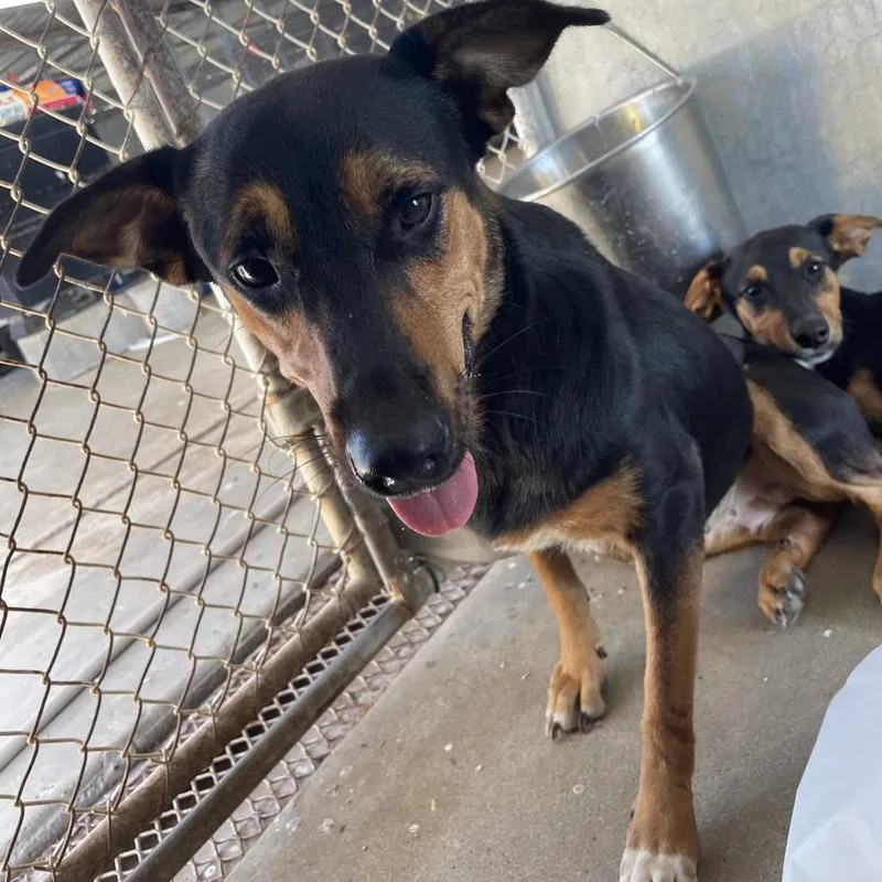 Canelita thumbnail 3