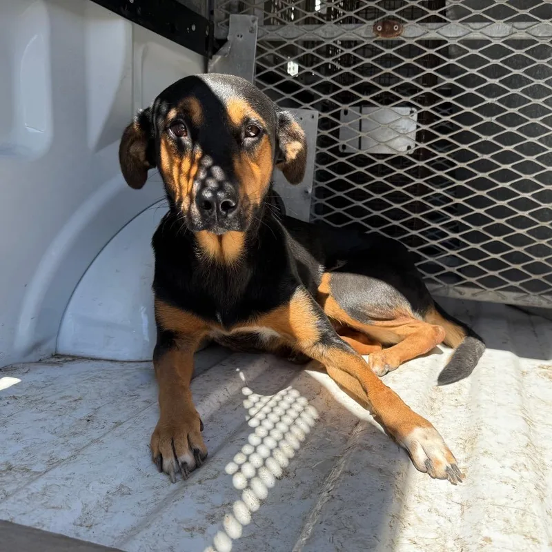 Canelita thumbnail 4