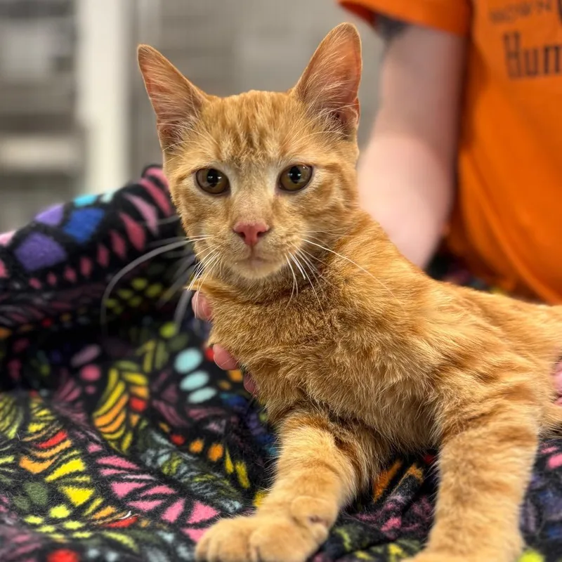 A baby medium-sized male Orange / Red Domestic Short Hair cat named Dinkley for adoption in Nashville, IN